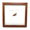 Framed Fully Dressed Salmon Fly - Lady Amherst - 8